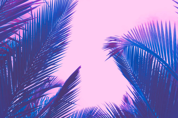 Copy space pink tropical palm tree on sky abstract background. Summer vacation and nature travel adventure concept. - Photo, Image