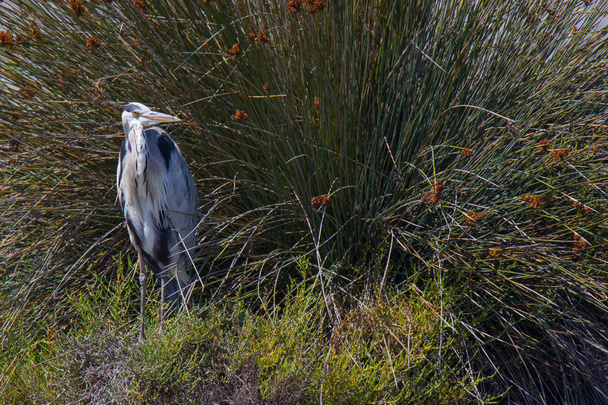 Grey Heron in Pont du Gau in Camargue outdoors in France  - Photo, Image