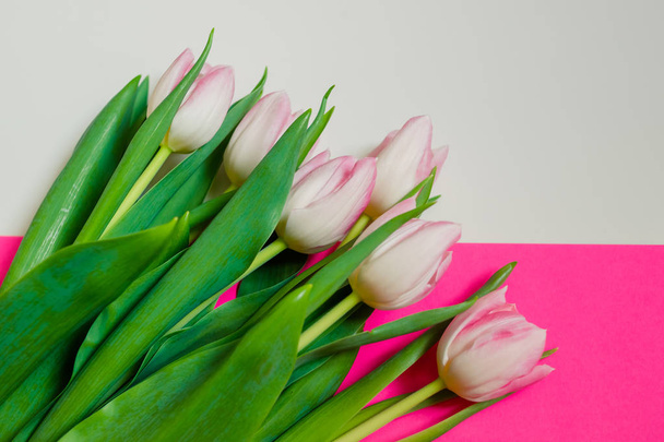 Ημέρα του Αγίου Βαλεντίνου, ημέρα της μητέρας, 8 Μαρτίου σύνθεση με λευκές ροζ τουλίπες σε χρωματιστό φόντο. Επίπεδη όψη, κορυφή. Μπουκέτο ροζ τουλίπες απομονώνονται σε πολύχρωμο χαρτί γεωμετρικό φόντο. - Φωτογραφία, εικόνα