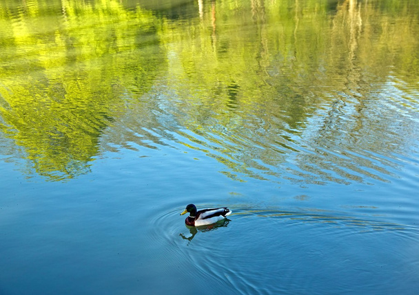 Duck mallard and the reflection of trees, the meditative peace - Photo, Image