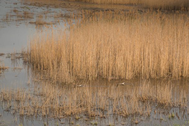 Schot van moeras in het voorjaar met vroege groene bladeren en gedroogd takken in water en gedroogd struiken. - Foto, afbeelding