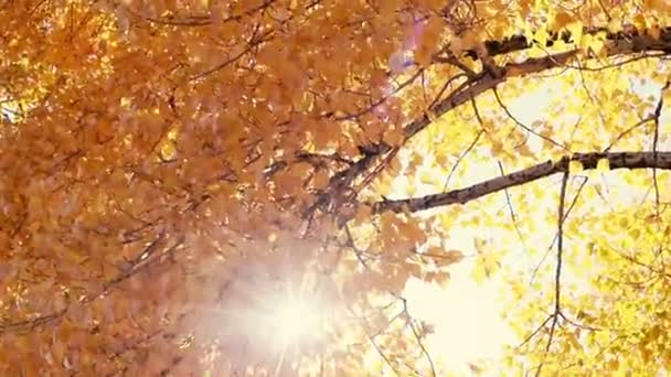 Sol brilhando através de folhas de outono soprando em brisa. Movimento lento
. - Filmagem, Vídeo