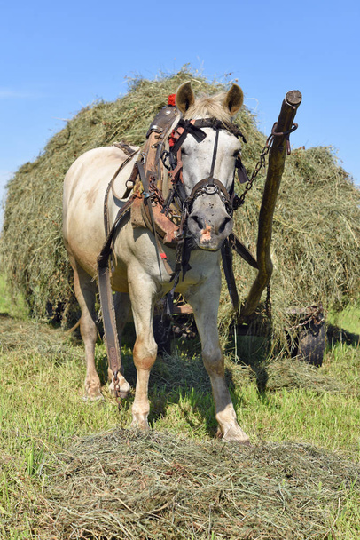 Перевозка сена на телеге в летний пейзаж
 - Фото, изображение