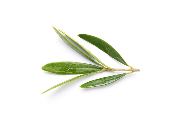 Fresh olive leaves on white background - Фото, зображення