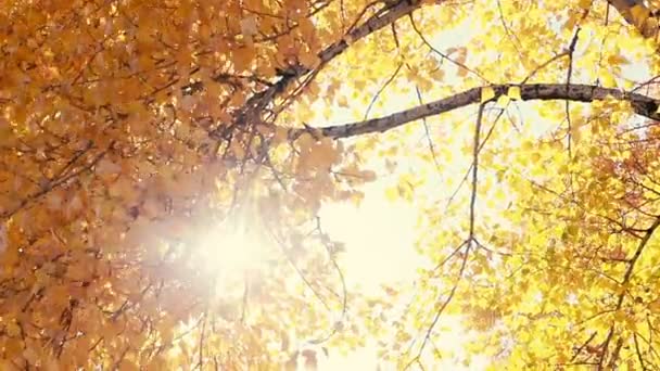 風に吹かれて葉を秋を通して輝く太陽。スローモーション. - 映像、動画