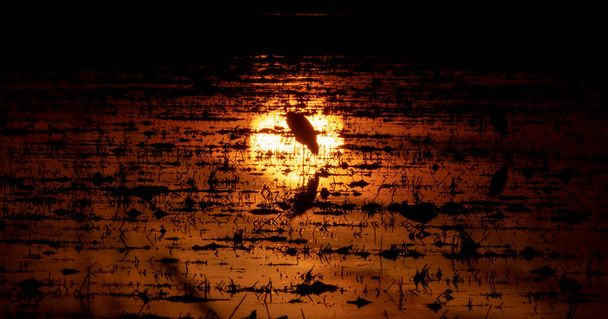 Garza retroiluminada sobre el reflejo del sol en el campo de arroz inundado
 - Foto, imagen