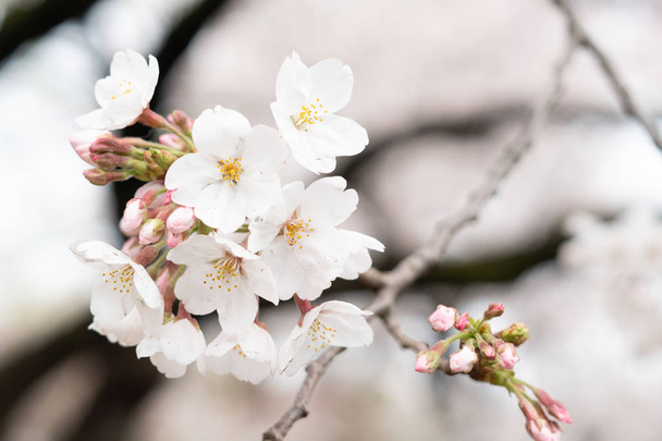 White flower Cherry blossom in japan spring garden park concept  - Fotografie, Obrázek