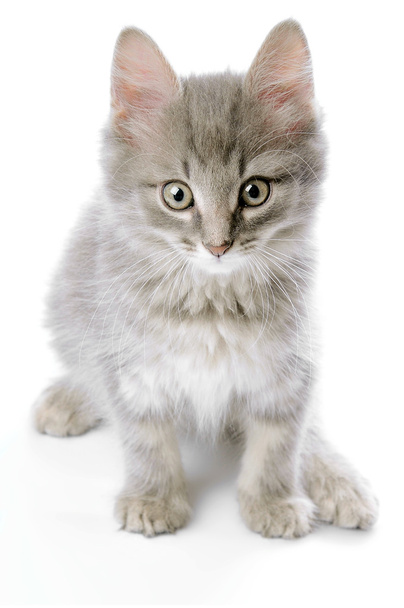 Grey kitten closeup - Foto, immagini