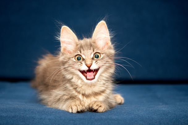Pretty kitten on blue background - Valokuva, kuva