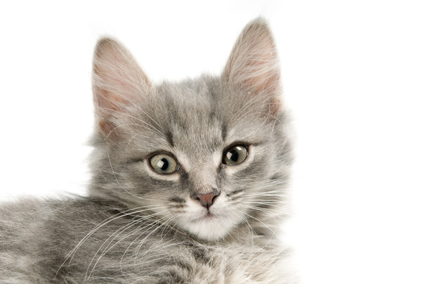 Grey fluffy kitten - Foto, immagini