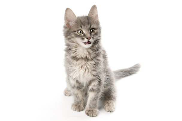 Grey kitten - Foto, immagini