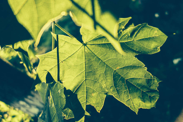 Green leaves in sunlight, nature background - Valokuva, kuva