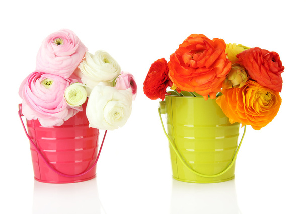 Ranunculus (persian buttercups) in pails, isolated on white - Photo, Image