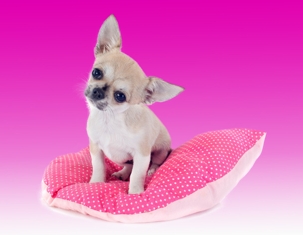 Cachorro Chihuahua
 - Foto, imagen