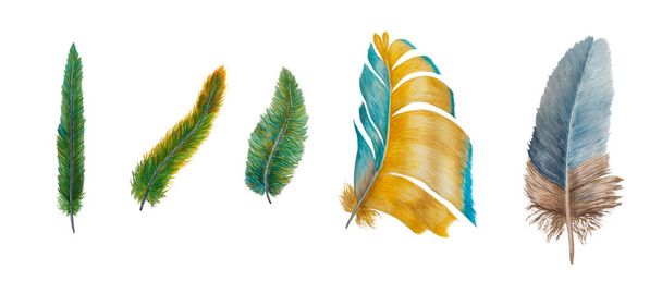 Colorful watercolor feathers isolated on white background - Foto, immagini