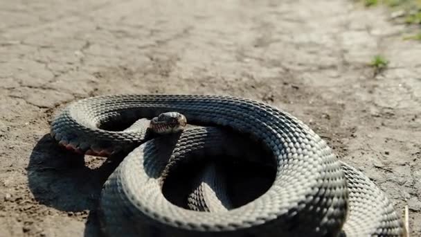 die Schlange ist am Boden zusammengerollt, sie ist in jeder Sekunde bereit, zu springen und ihr Opfer zu stechen - Filmmaterial, Video