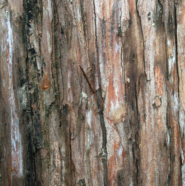 Zdjęcie natura tekstury drewna. Wzór tła drewniane deski pionowe. Naturalne stare brudne drewniane tekstury fotografii sztuki - Zdjęcie, obraz