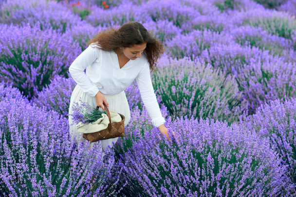 Nuori nainen on laventeli kukka-alalla, kaunis kesämaisema
 - Valokuva, kuva