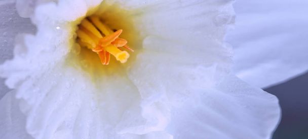 Macro disparo de una hermosa cabeza de flor de narciso blanco
. - Foto, Imagen