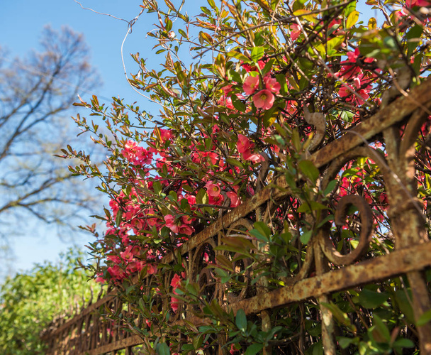 japanische Quittenblüten. chaenomeles, kleine rote Blüten im Sprin - Foto, Bild