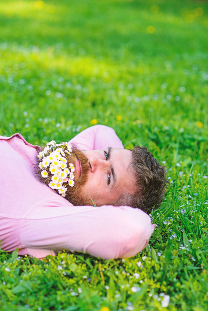 Bearded man with daisy flowers in beard lay on meadow, grass background. Man with beard on calm face enjoy nature. Unite with nature concept. Hipster with bouquet of daisies in beard relaxing - Photo, image