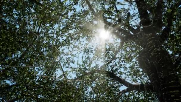 Jarní slunce jemně svítilo čerstvými zelenými větvemi velkého bukového stromu - Záběry, video