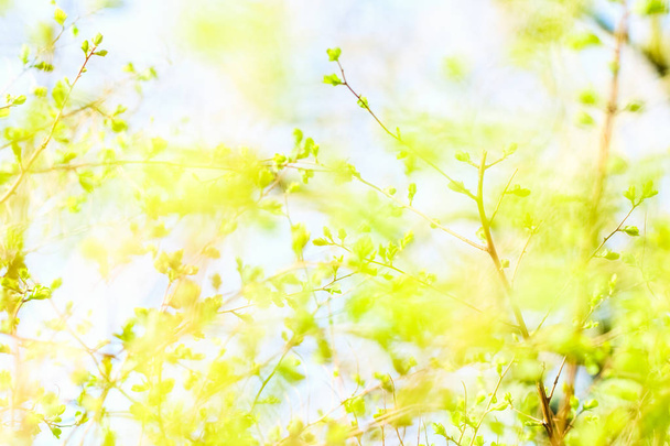 Hojas verdes en primavera, fondo natural
 - Foto, Imagen