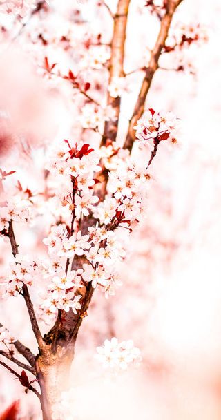 Flor floral en primavera, flores rosas como fondo natural
 - Foto, imagen