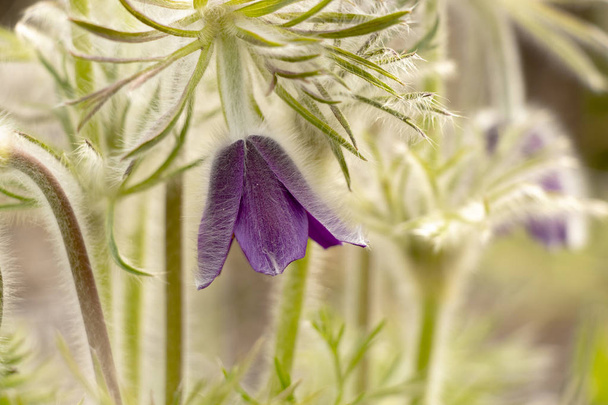 flor de buttercup púrpura oscuro
 - Foto, Imagen