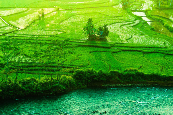 beauté nature champs verts en Asie paysage
 - Photo, image
