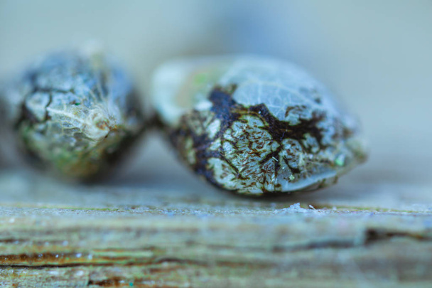 Makro zdjęcie medyczne nasiona konopi na świeżym kawałku drewna. - Zdjęcie, obraz