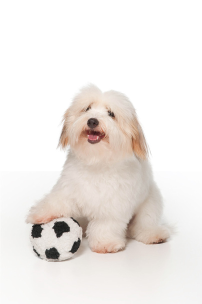 weißer, 7 Monate alter Coton de tulear Hund, der mit einem Spielzeugfußball spielt. - Foto, Bild