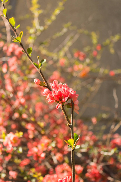 春の季節に咲く日本のマルメロの赤い花.  - 写真・画像