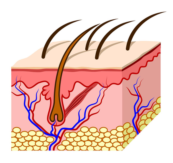 δομή του ανθρώπινου δέρματος σε ένα κόψιμο - Διάνυσμα, εικόνα