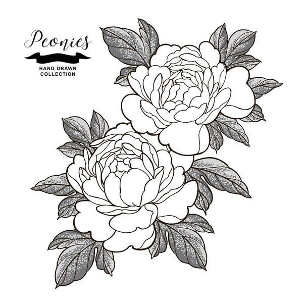 Peonía flores composición en estilo de tatuaje japonés. Flores dibujadas a mano aisladas sobre fondo blanco. Elementos florales vector ilustración
. - Vector, Imagen