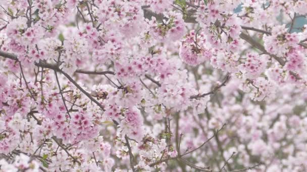 Ο τιναγιάν φημίζεται για το όμορφο τοπίο του και ένα όμορφο σημείο για τα άνθη κερασιάς στην Ταϊβάν - Πλάνα, βίντεο