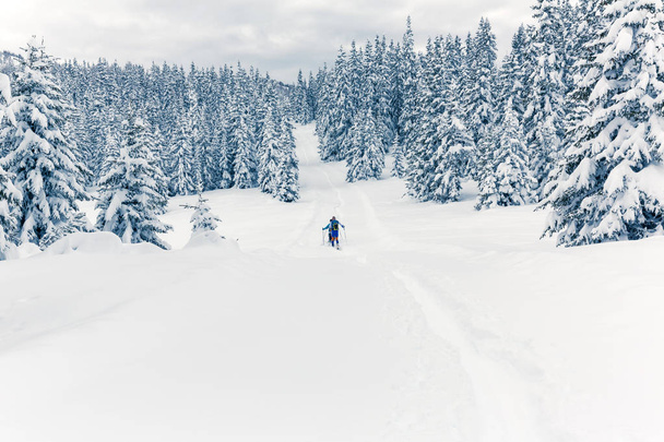 Valmalenco (IT) - Snowshoeing in fresh snow in the pine forest - Photo, Image