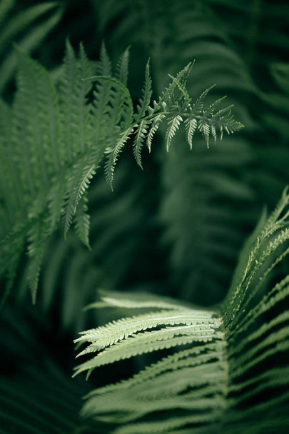 fluffy summer fern in all its glory - Φωτογραφία, εικόνα