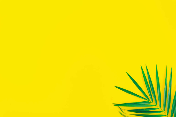 Tropical leaf palm tree on a yellow background with space for text. Top view flyer - Фото, изображение