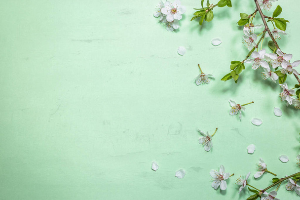 Spring blossom on light green background - Valokuva, kuva