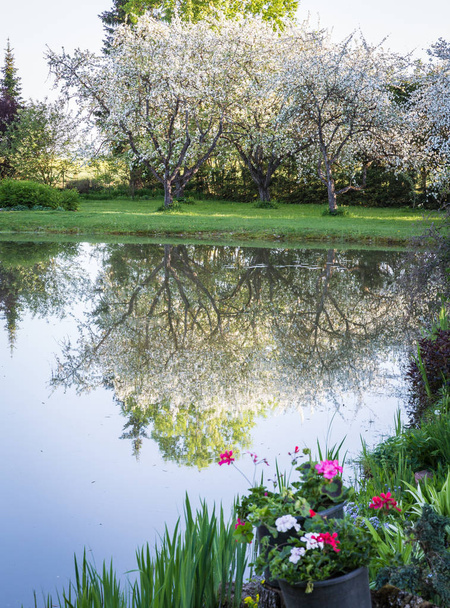 裏庭の池に映る庭の古い、大きな開花リンゴの木 - 写真・画像