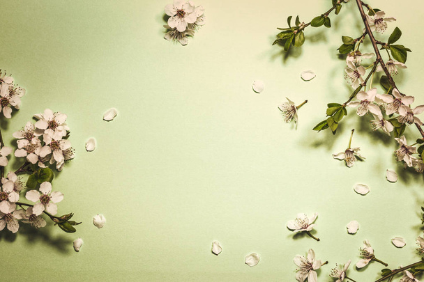 Spring blossom on light green background - Foto, Imagen