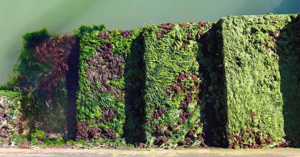 Deniz otları ve yosun ile adımlar - Fotoğraf, Görsel