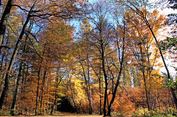 Weg durch lichtdurchfluteten Laubwald im Herbst - Foto, Bild
