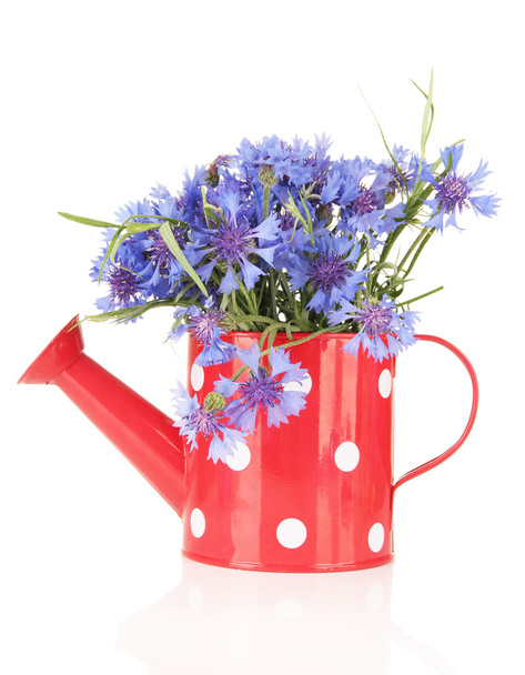Bouquet of cornflowers in watering can, isolated on white - Foto, Imagen