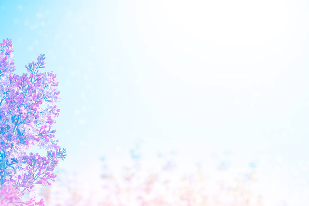 Φωτεινά και πολύχρωμα λουλούδια Πασχαλιά - Φωτογραφία, εικόνα