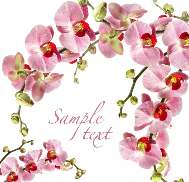 Orchid flowers - Фото, изображение