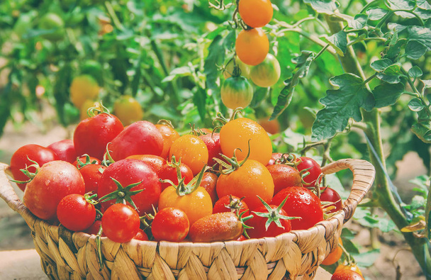 Sepette ev yapımı domatesler var. Seçici odaklama. - Fotoğraf, Görsel