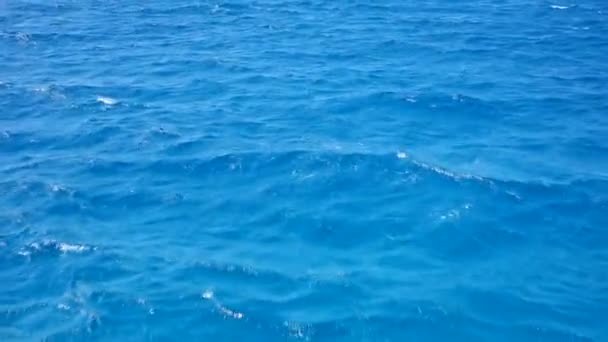 Playing in the waves of the Red Sea - Materiał filmowy, wideo