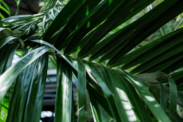 green tropical leaves - Fotó, kép
